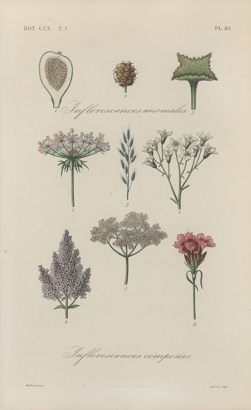 Traité de botanique générale Pl.050 by François Hérincq — digital art print download