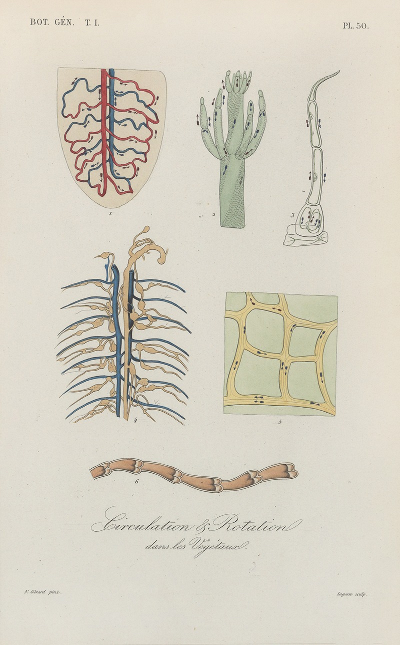 Traité de botanique générale Pl.051 by François Hérincq — digital art print download
