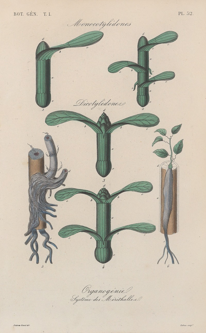 Traité de botanique générale Pl.053 by François Hérincq — digital art print download