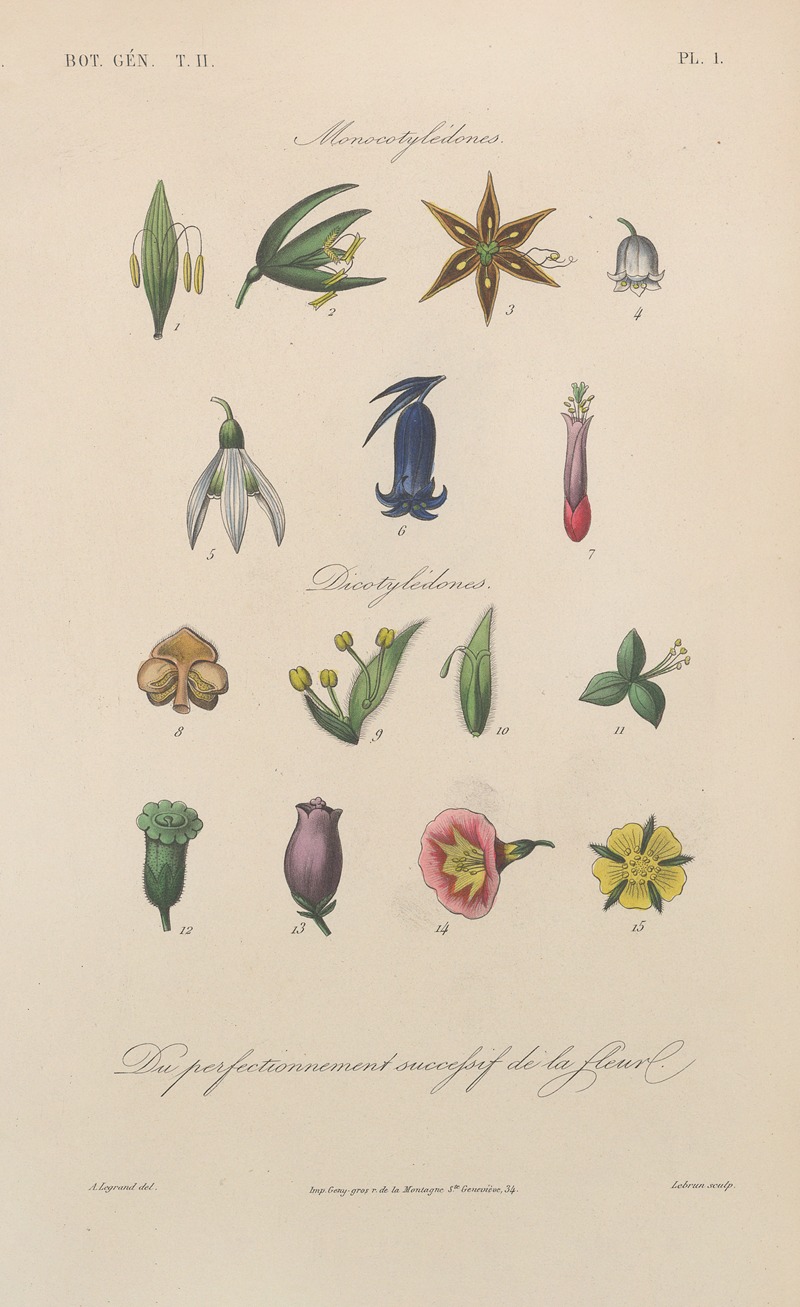 Traité de botanique générale Pl.054 by François Hérincq — digital art print download