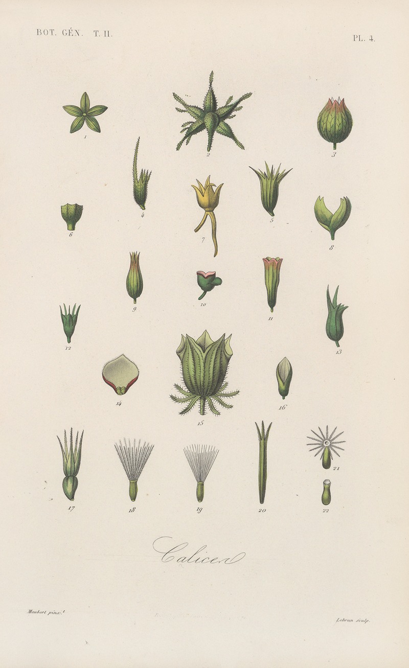 Traité de botanique générale Pl.055 by François Hérincq — digital art print download