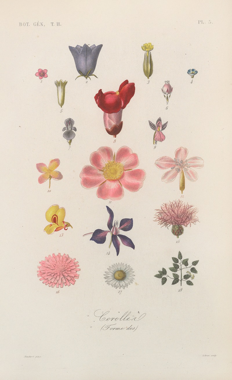 Traité de botanique générale Pl.056 by François Hérincq — digital art print download