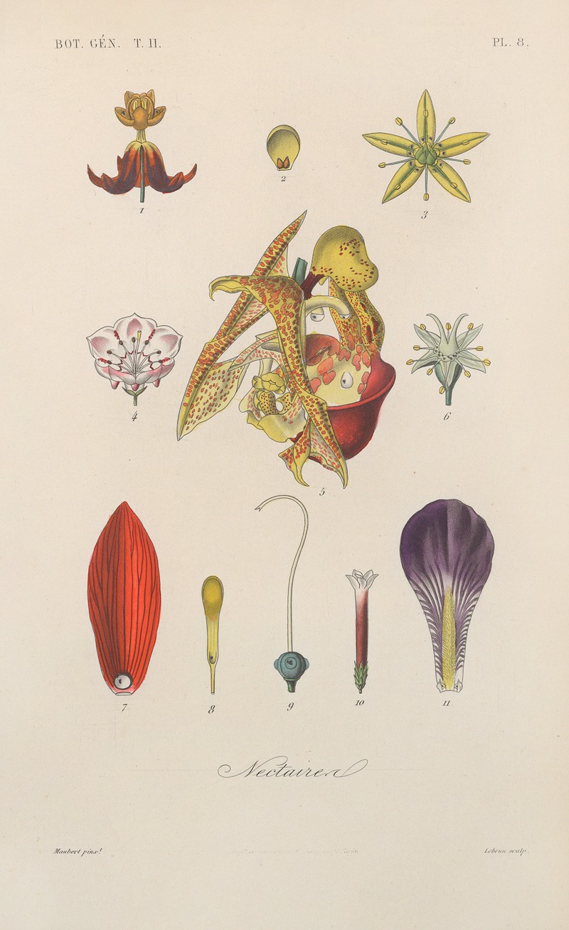 Traité de botanique générale Pl.059 by François Hérincq — digital art print download