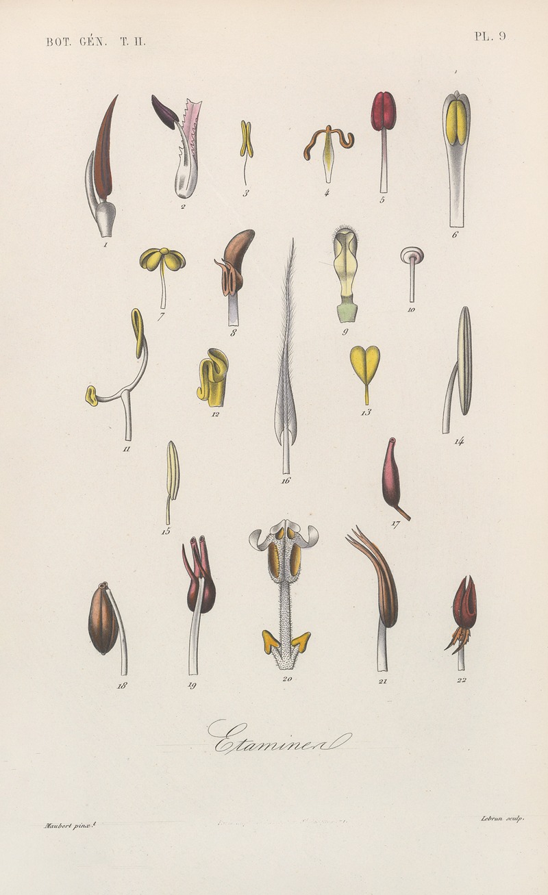 Traité de botanique générale Pl.060 by François Hérincq — digital art print download