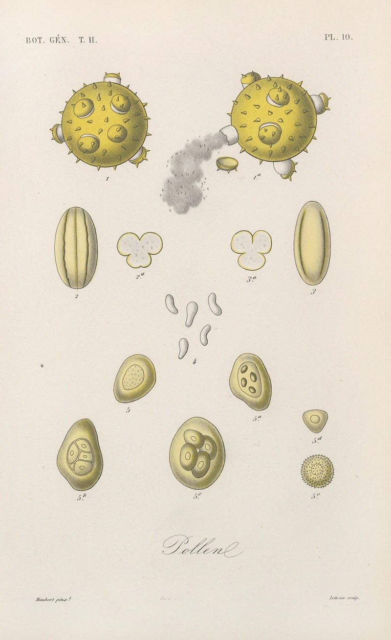 Traité de botanique générale Pl.061 by François Hérincq — digital art print download