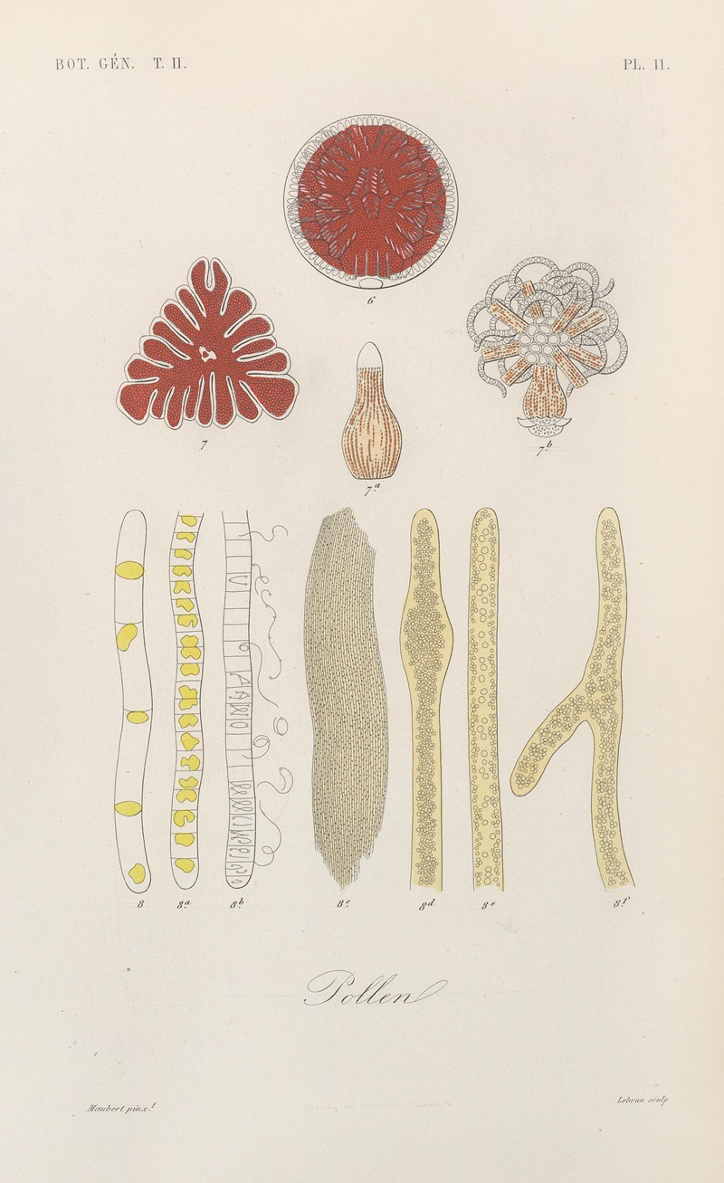 Traité de botanique générale Pl.062 by François Hérincq — digital art print download