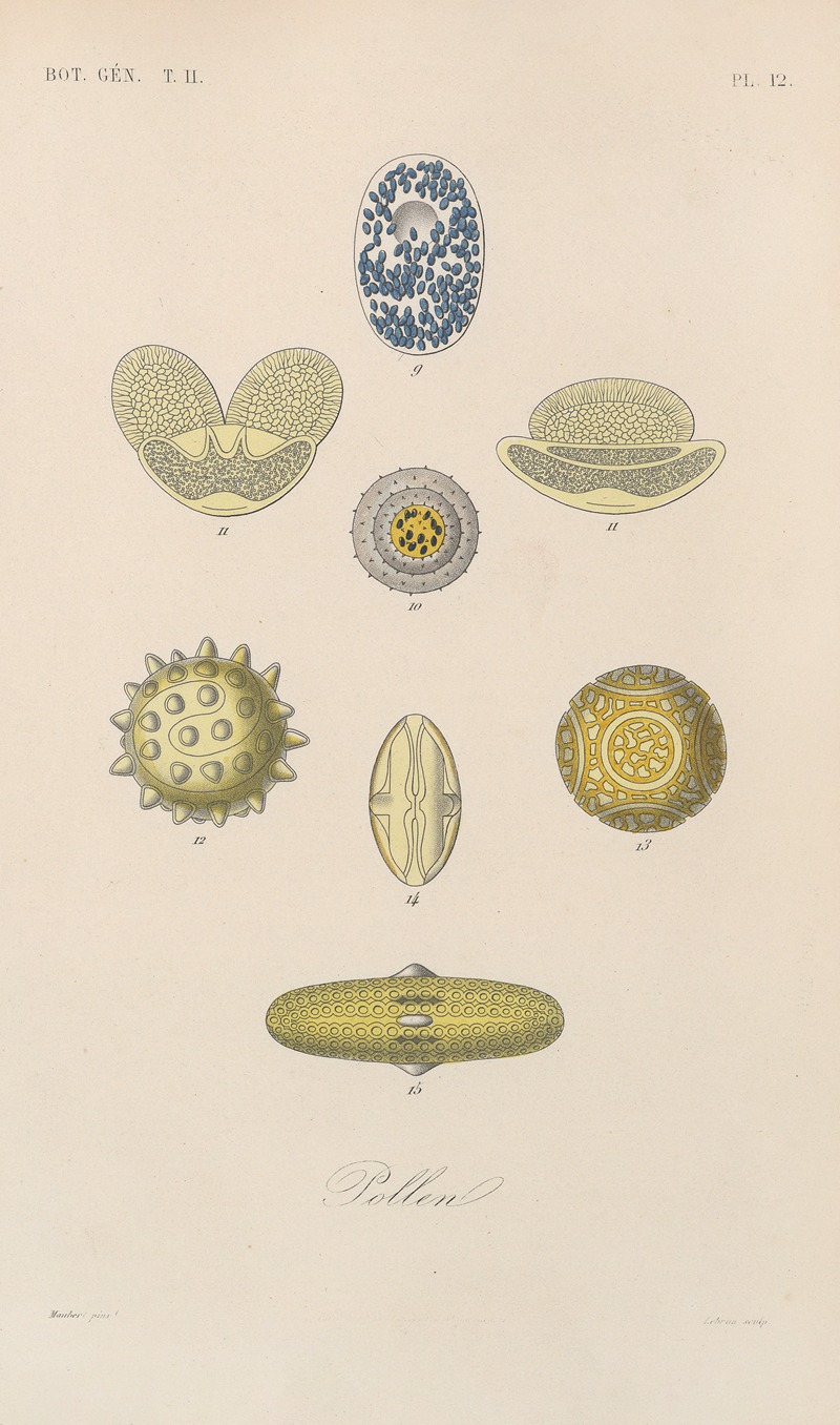 Traité de botanique générale Pl.063 by François Hérincq — digital art print download
