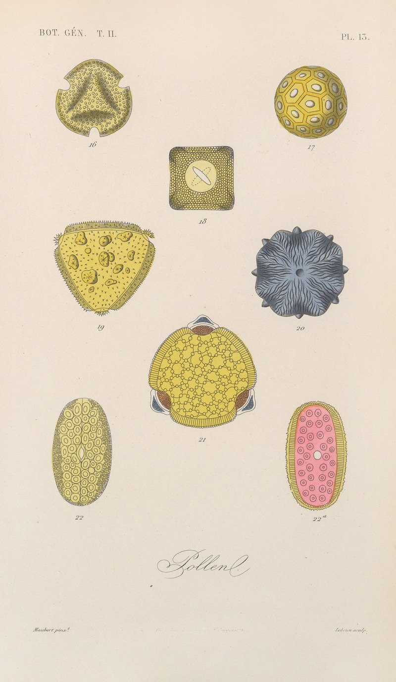 Traité de botanique générale Pl.064 by François Hérincq — digital art print download