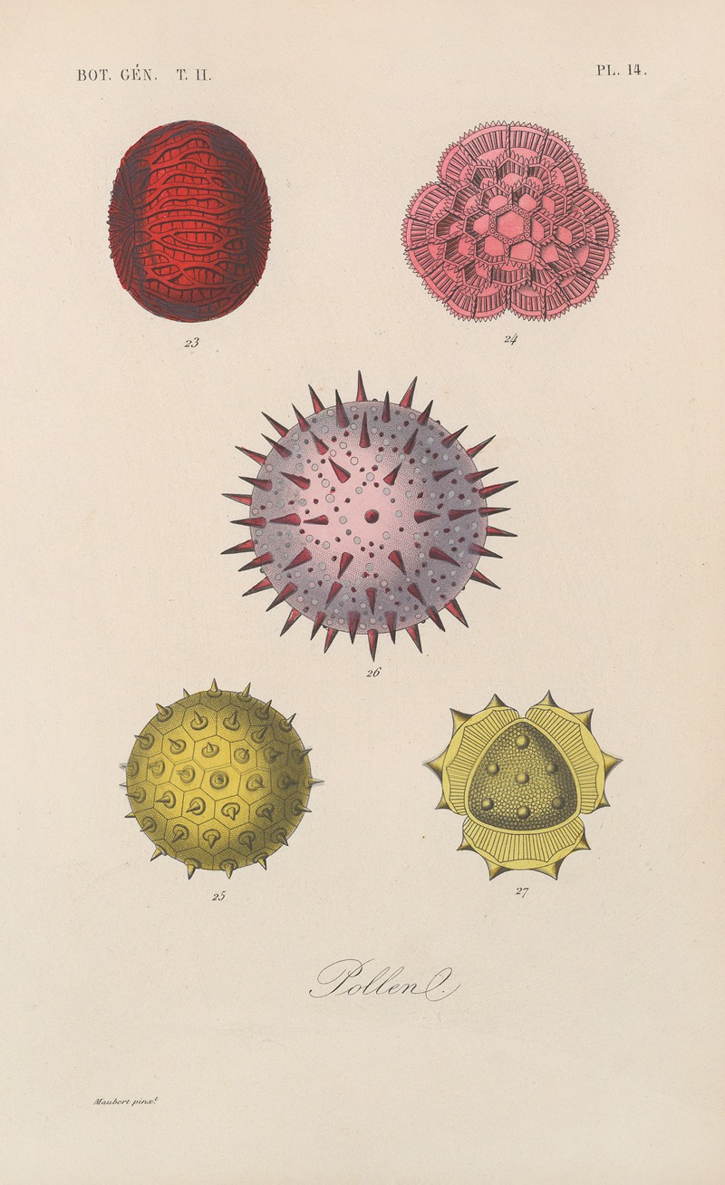 Traité de botanique générale Pl.065 by François Hérincq — digital art print download