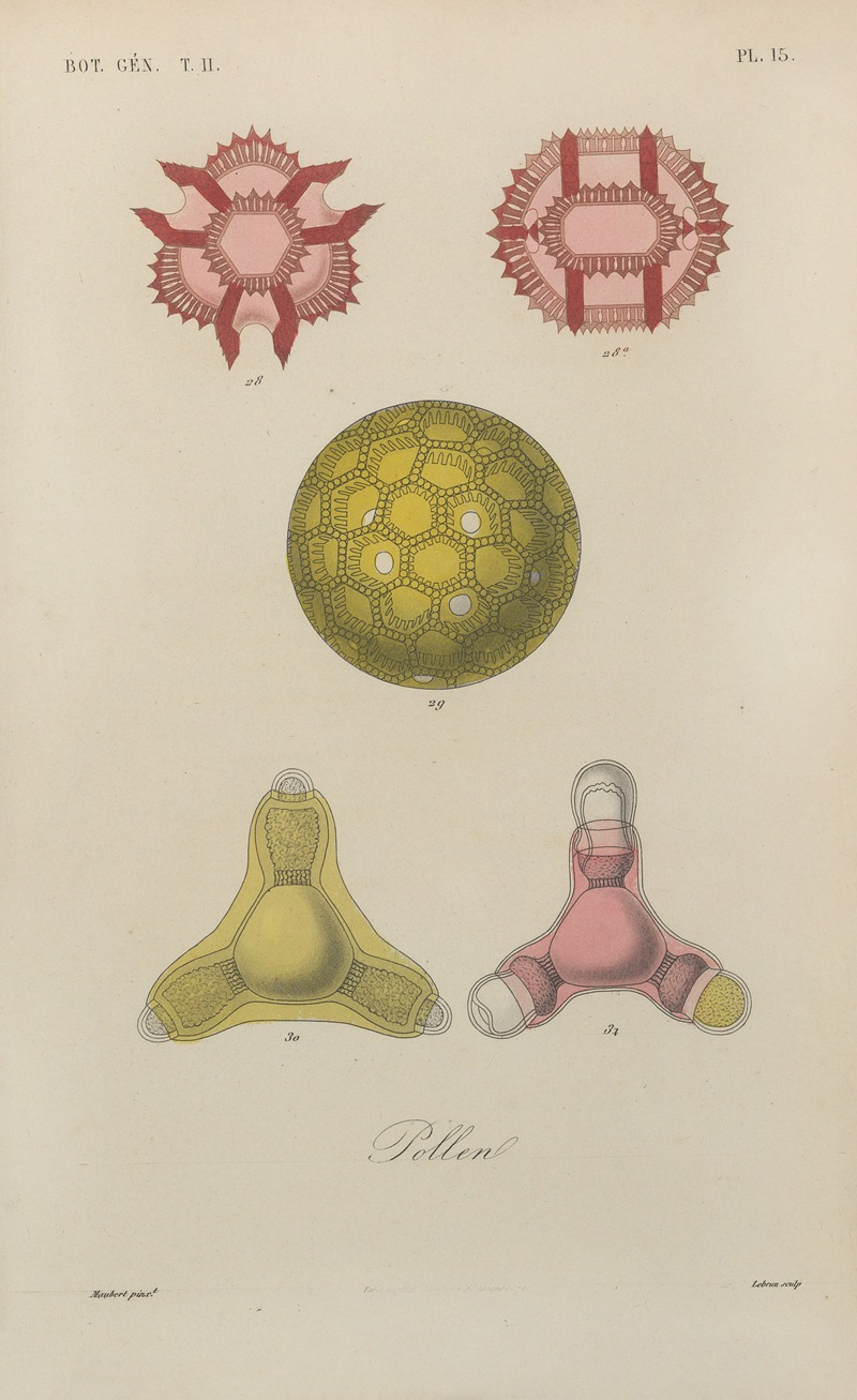 Traité de botanique générale Pl.066 by François Hérincq — digital art print download