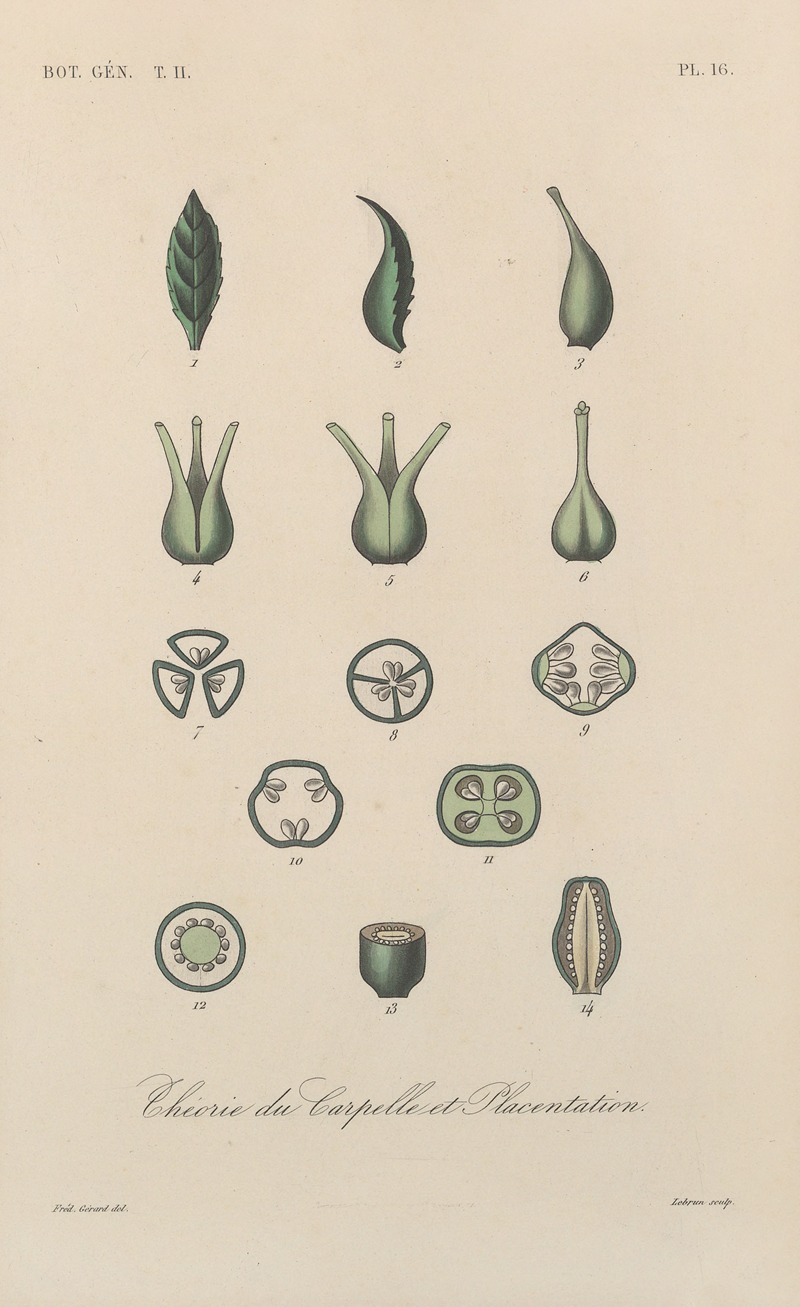 Traité de botanique générale Pl.067 by François Hérincq — digital art print download