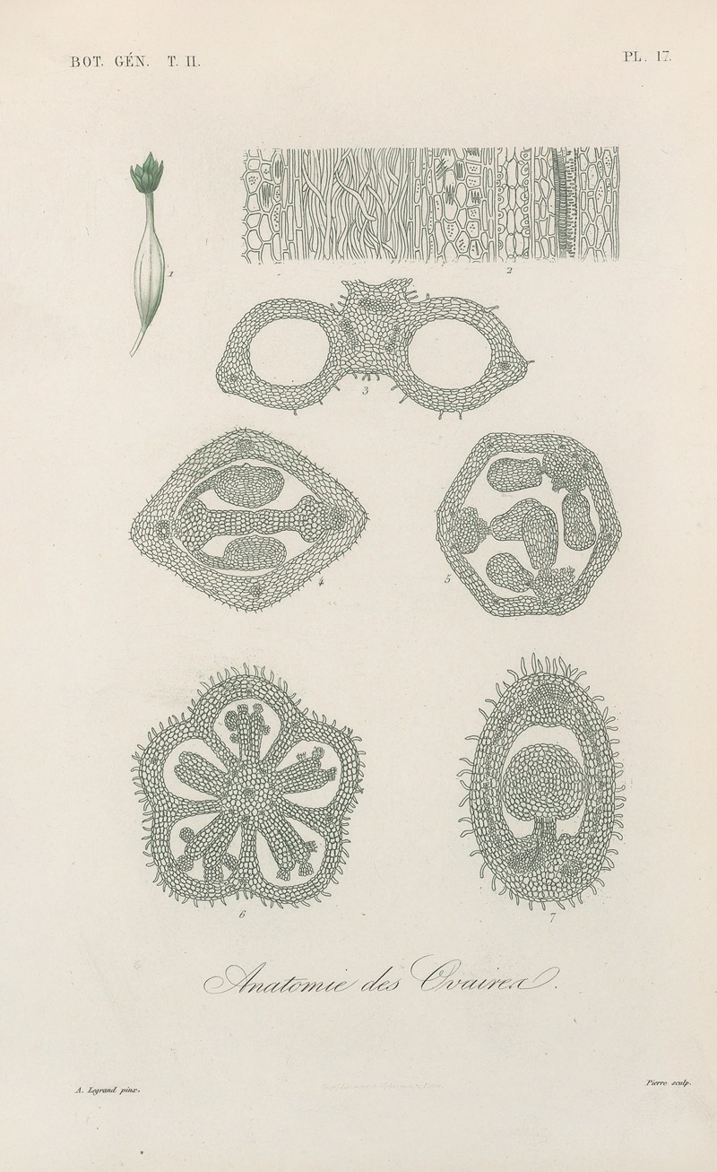 Traité de botanique générale Pl.068 by François Hérincq — digital art print download
