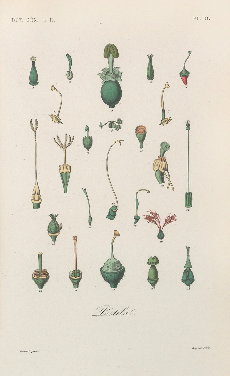 Traité de botanique générale Pl.069 by François Hérincq — digital art print download