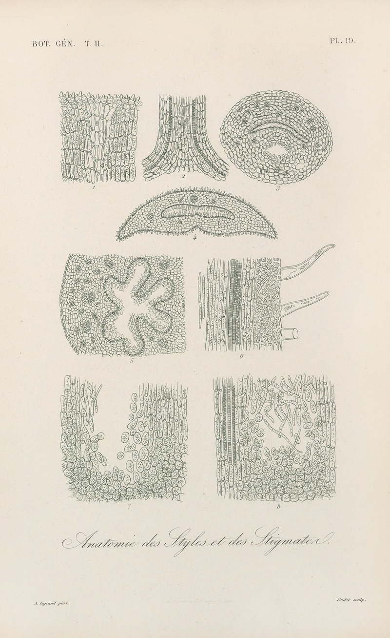 Traité de botanique générale Pl.070 by François Hérincq — digital art print download