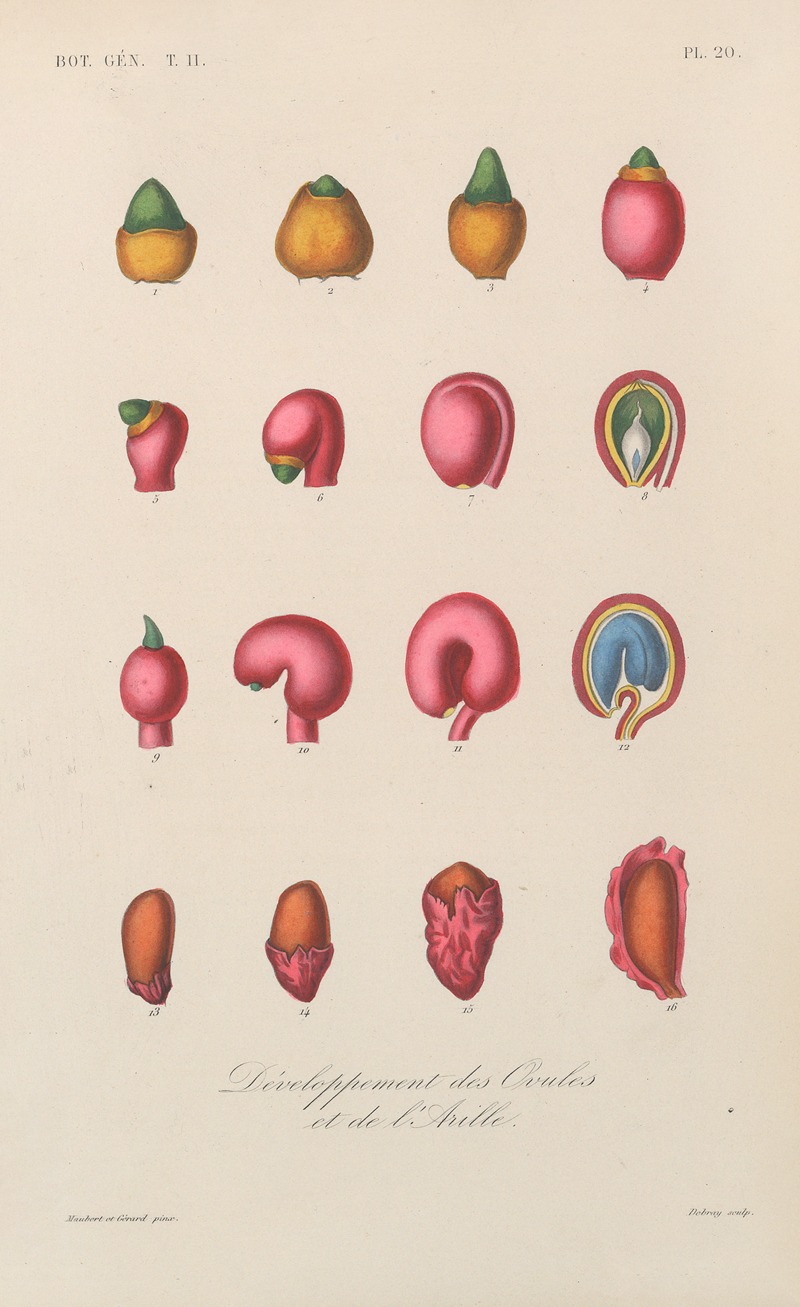 Traité de botanique générale Pl.071 by François Hérincq — digital art print download