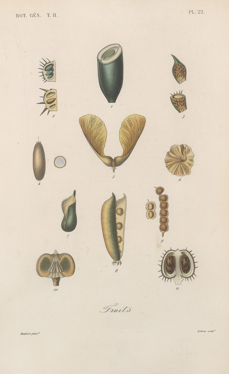 Traité de botanique générale Pl.073 by François Hérincq — digital art print download