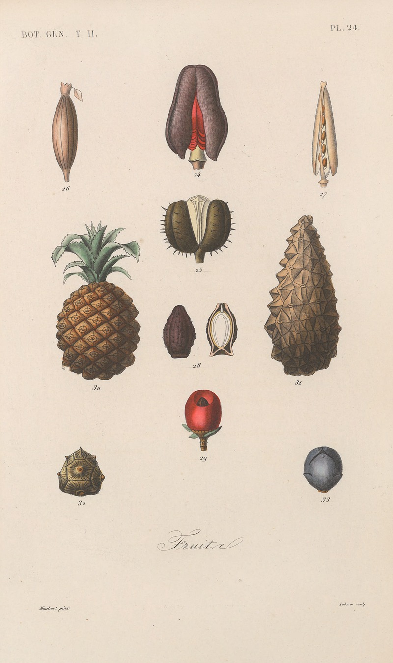 Traité de botanique générale Pl.075 by François Hérincq — digital art print download