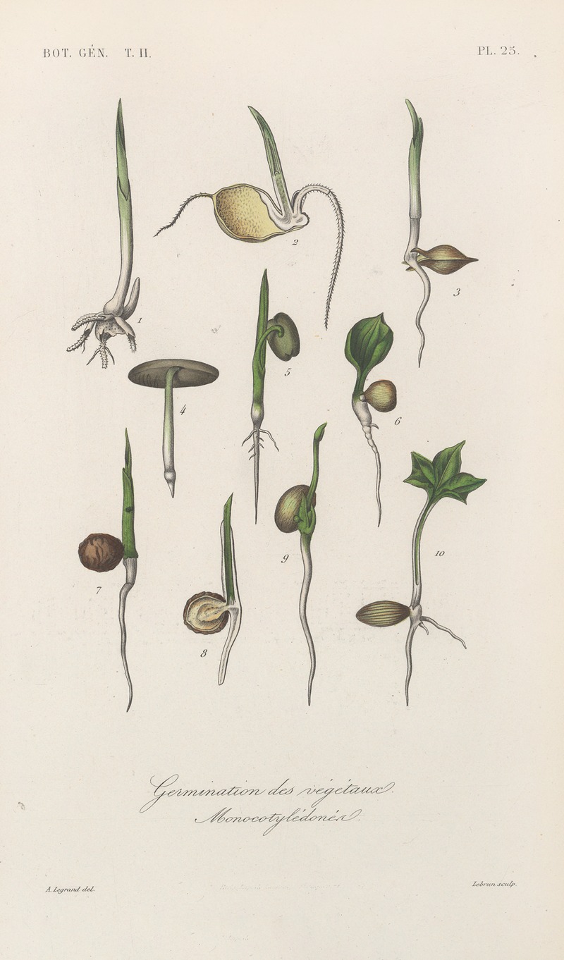 Traité de botanique générale Pl.076 by François Hérincq — digital art print download