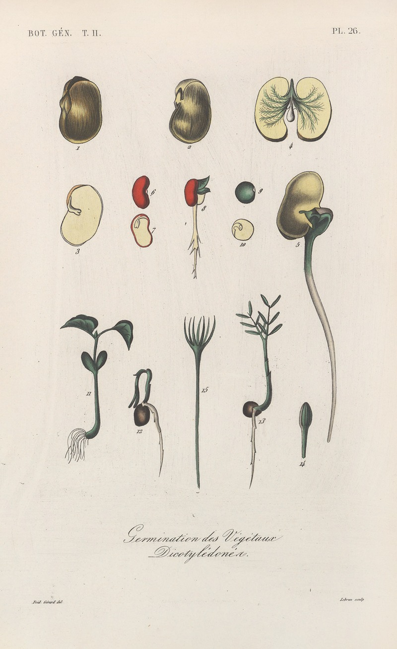 Traité de botanique générale Pl.077 by François Hérincq — digital art print download