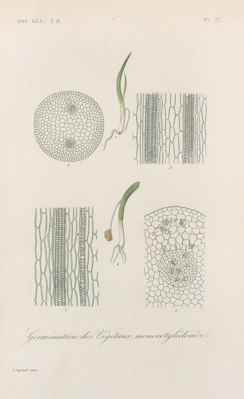Traité de botanique générale Pl.078 by François Hérincq — digital art print download