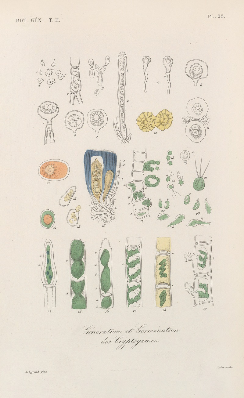 Traité de botanique générale Pl.079 by François Hérincq — digital art print download