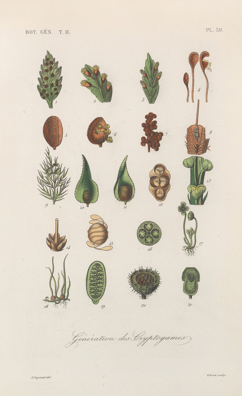 Traité de botanique générale Pl.081 by François Hérincq — digital art print download