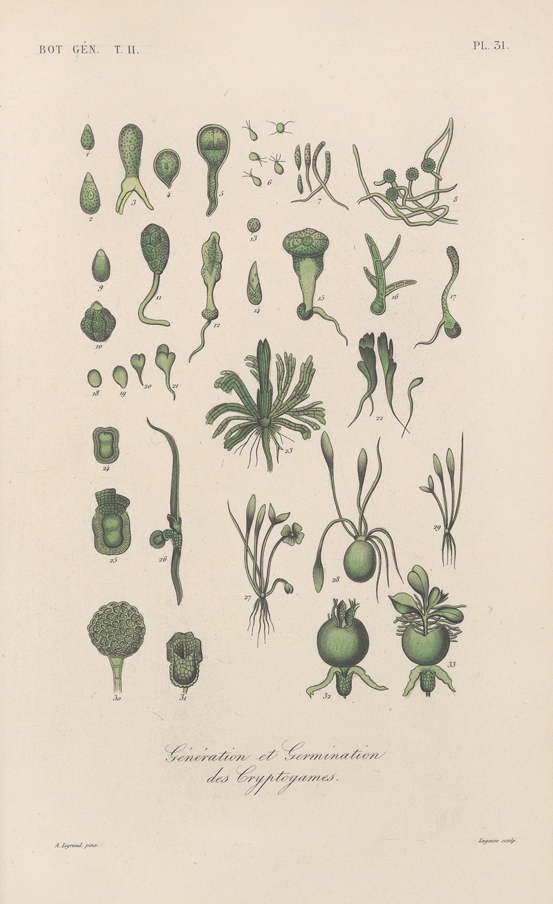 Traité de botanique générale Pl.082 by François Hérincq — digital art print download