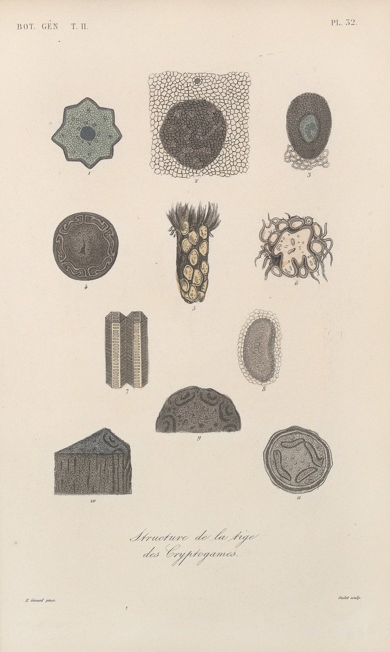 Traité de botanique générale Pl.083 by François Hérincq — digital art print download