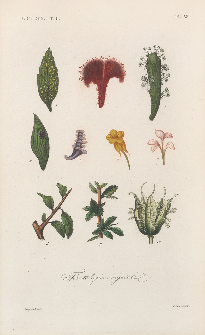 Traité de botanique générale Pl.084 by François Hérincq — digital art print download
