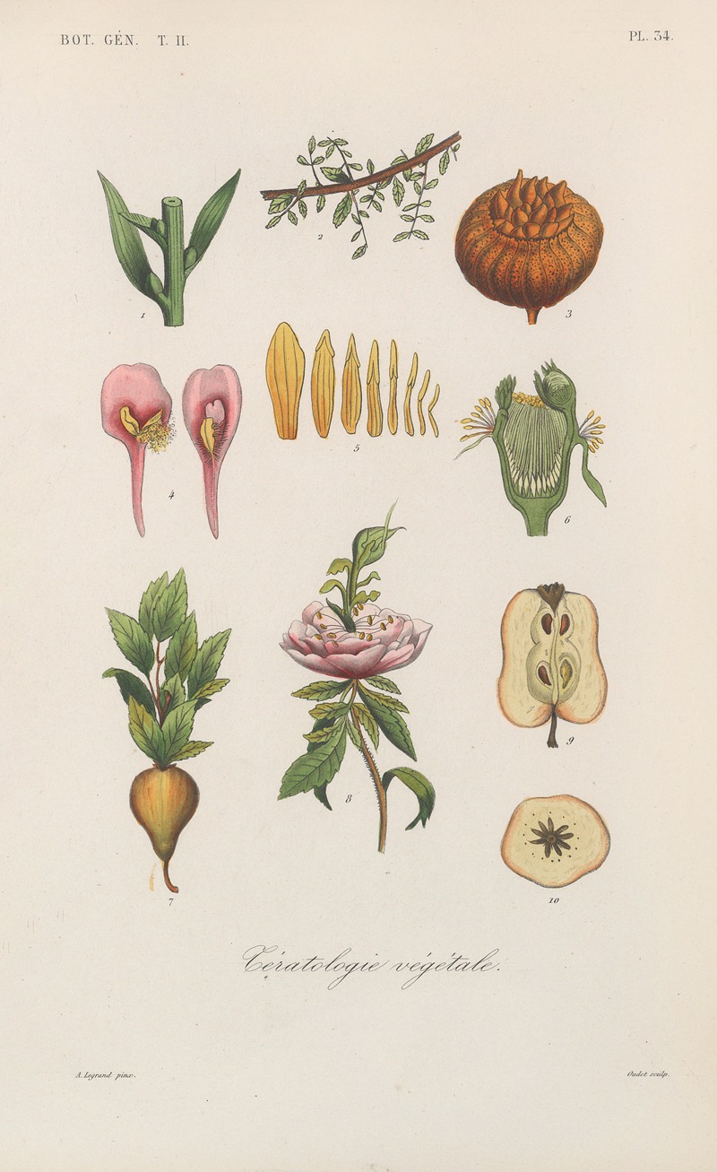 Traité de botanique générale Pl.085 by François Hérincq — digital art print download