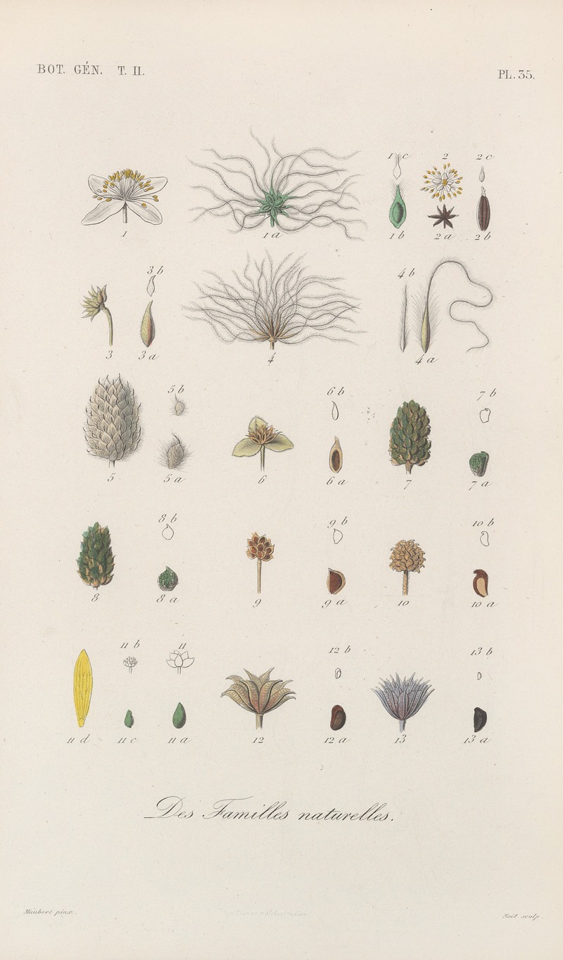 Traité de botanique générale Pl.086 by François Hérincq — digital art print download