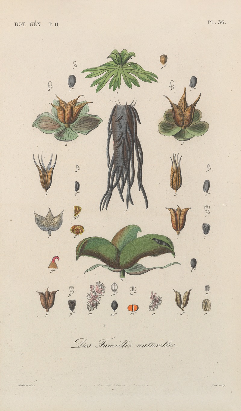 Traité de botanique générale Pl.087 by François Hérincq — digital art print download