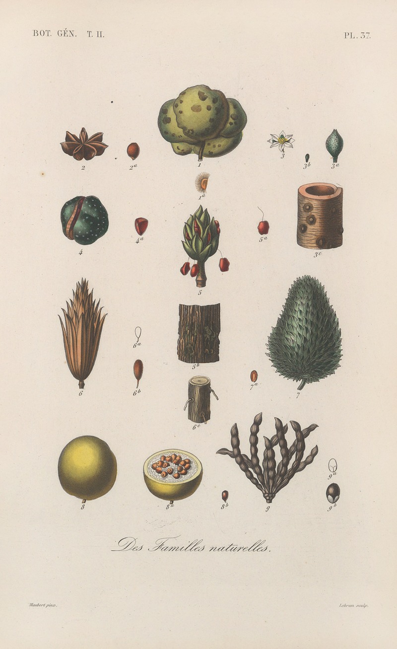 Traité de botanique générale Pl.088 by François Hérincq — digital art print download