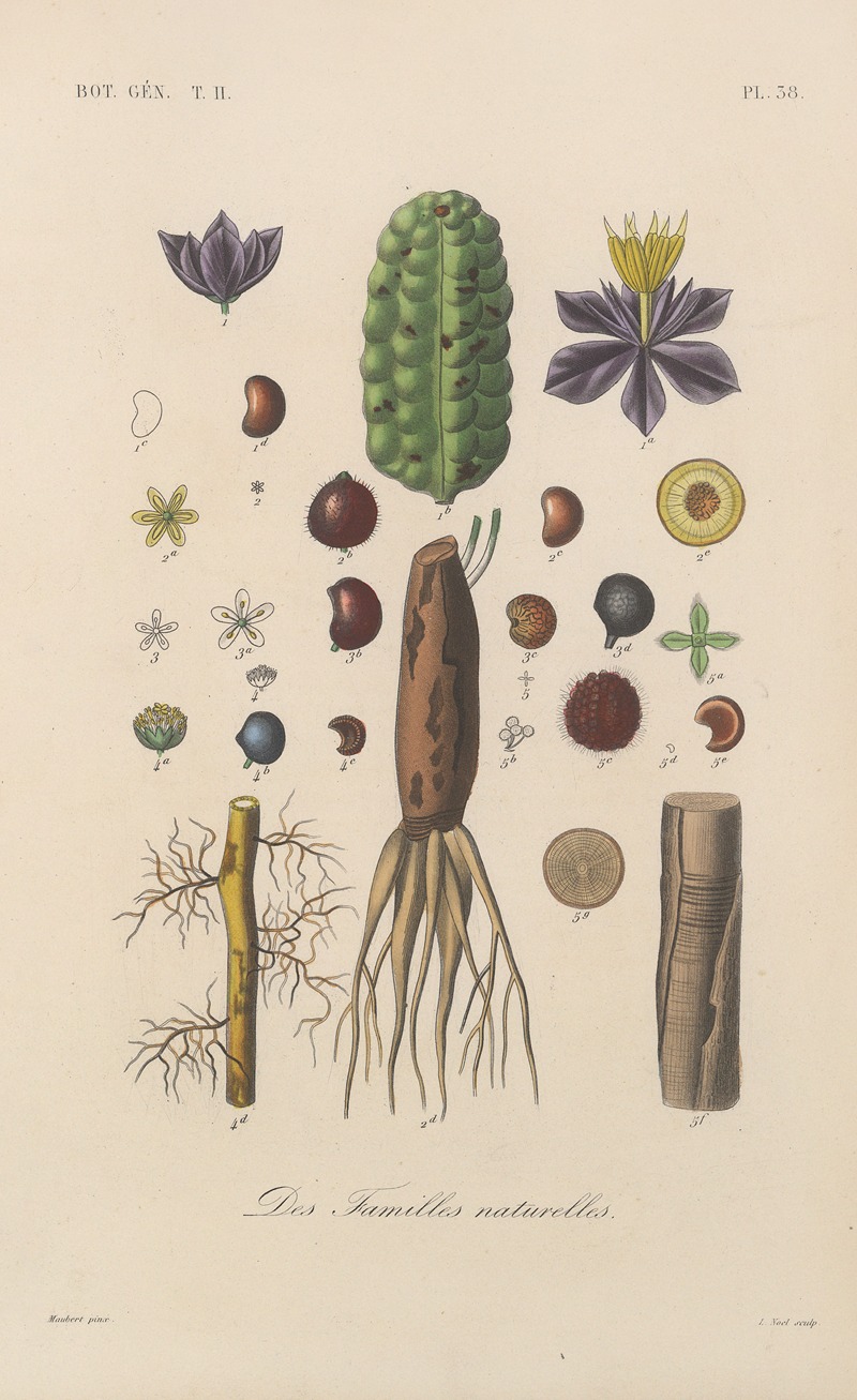 Traité de botanique générale Pl.089 by François Hérincq — digital art print download