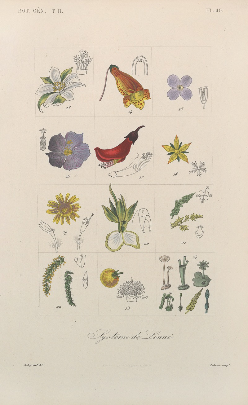 Traité de botanique générale Pl.091 by François Hérincq — digital art print download