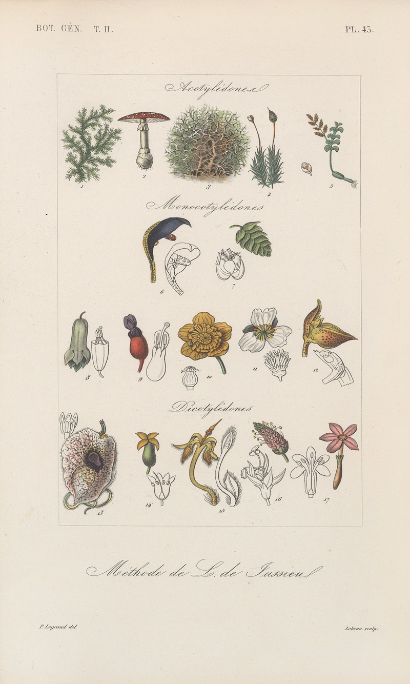 Traité de botanique générale Pl.094 by François Hérincq — digital art print download