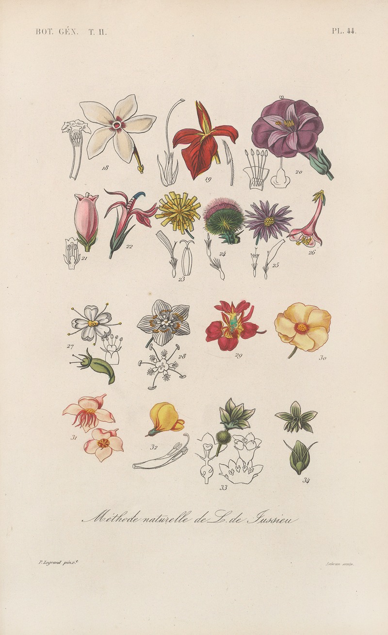 Traité de botanique générale Pl.095 by François Hérincq — digital art print download