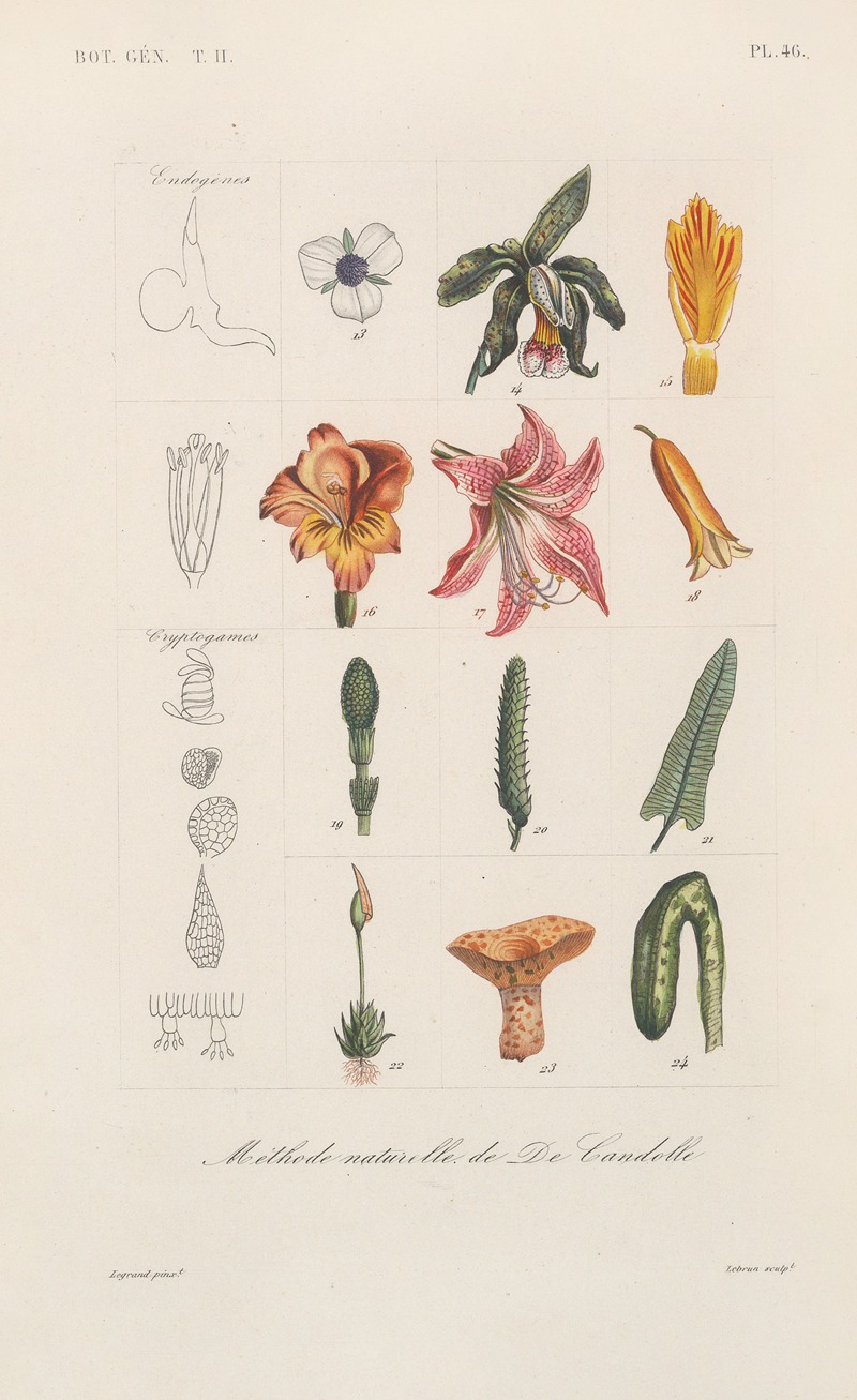 Traité de botanique générale Pl.097 by François Hérincq — digital art print download