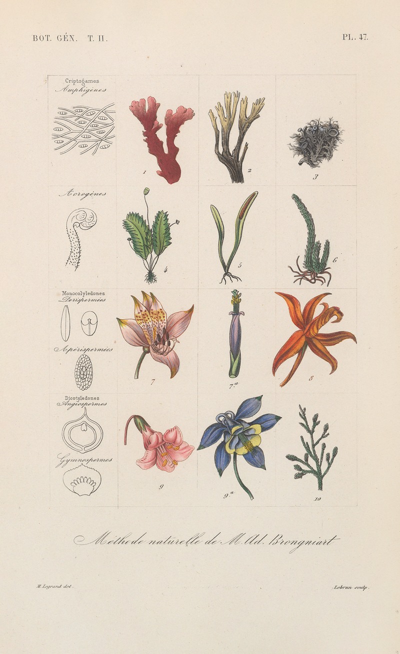 Traité de botanique générale Pl.098 by François Hérincq — digital art print download