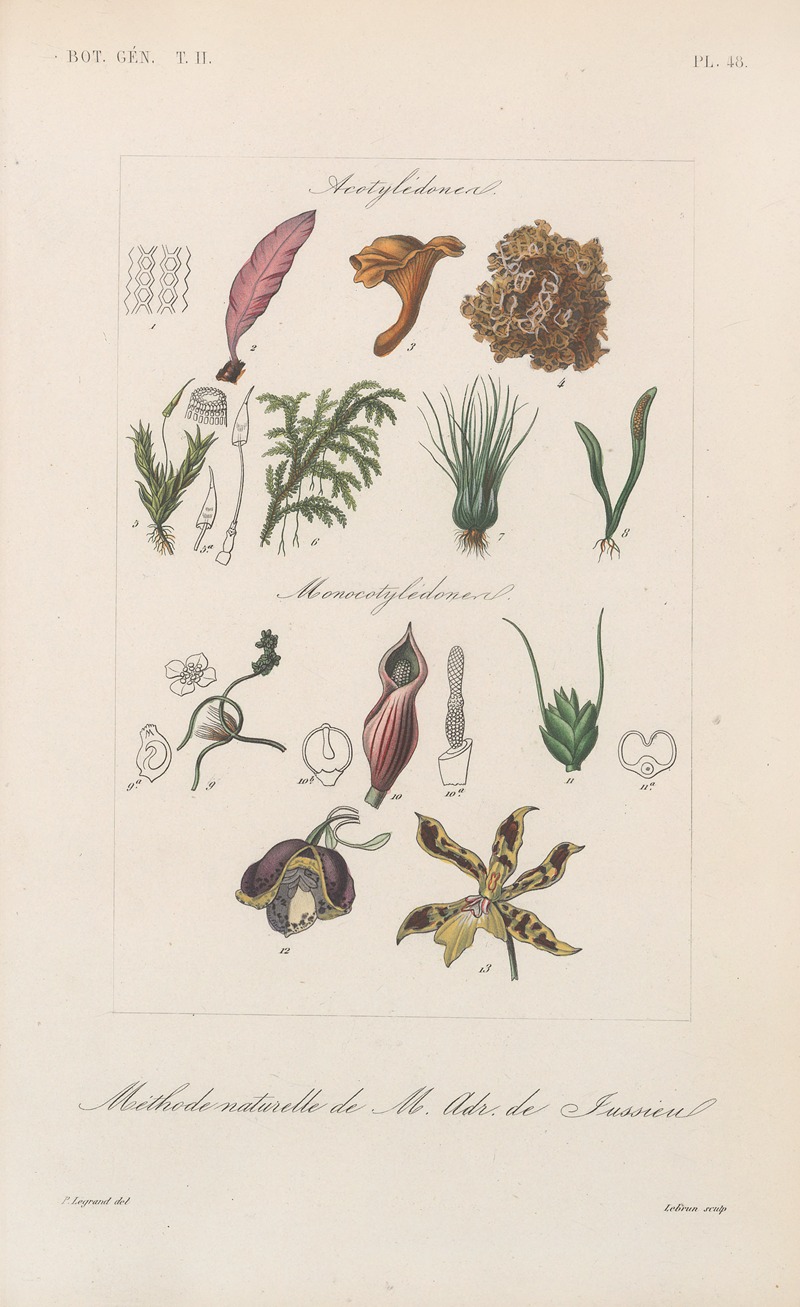 Traité de botanique générale Pl.099 by François Hérincq — digital art print download