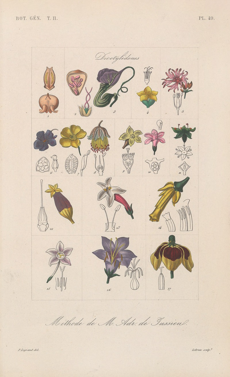 Traité de botanique générale Pl.100 by François Hérincq — digital art print download