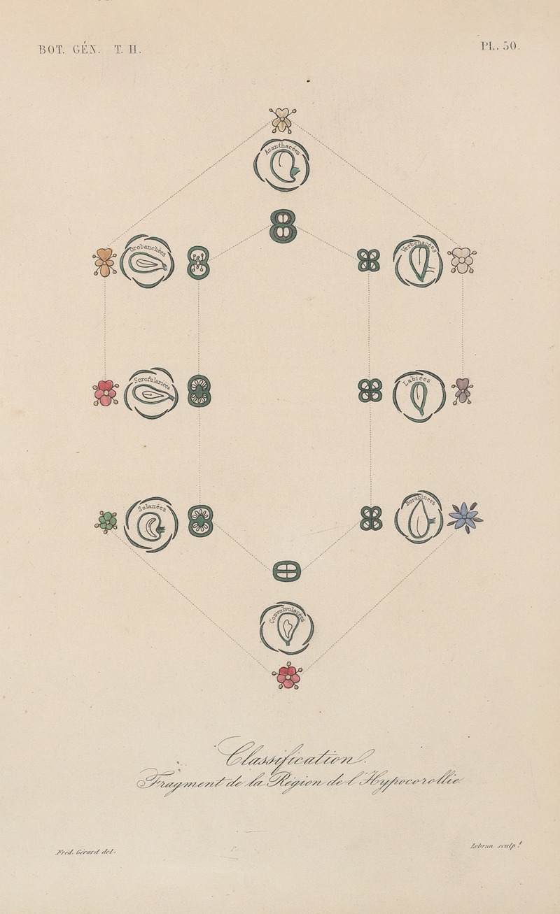Traité de botanique générale Pl.101 by François Hérincq — digital art print download