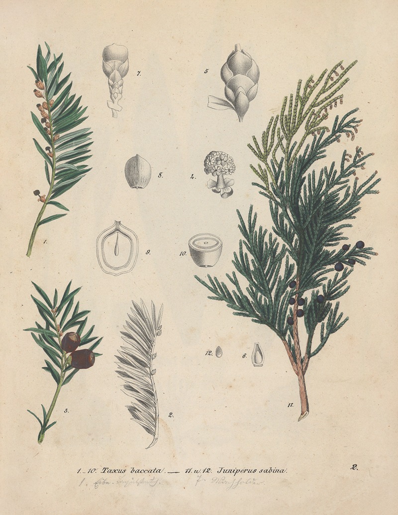 Giftpflanzen-Buch Pl.02 by Friedrich Berge, 1845 — digital art print download