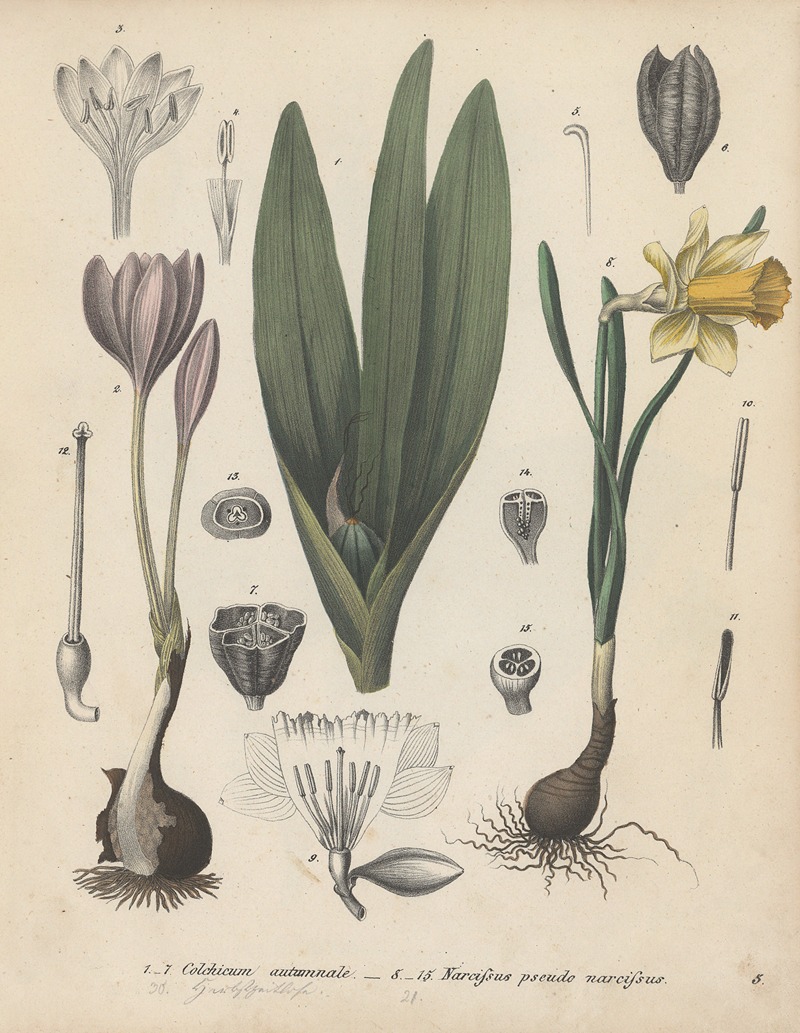 Giftpflanzen-Buch Pl.03 by Friedrich Berge, 1845 — digital art print download