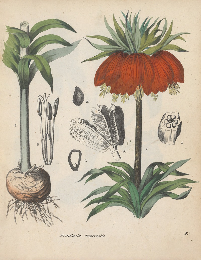 Giftpflanzen-Buch Pl.05 by Friedrich Berge, 1845 — digital art print download