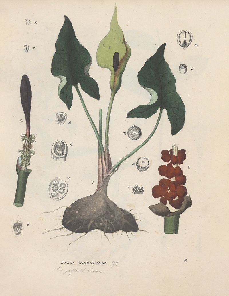 Giftpflanzen-Buch Pl.06 by Friedrich Berge, 1845 — digital art print download