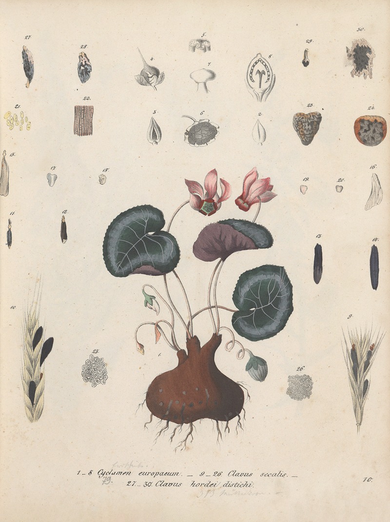 Giftpflanzen-Buch Pl.10 by Friedrich Berge, 1845 — digital art print download