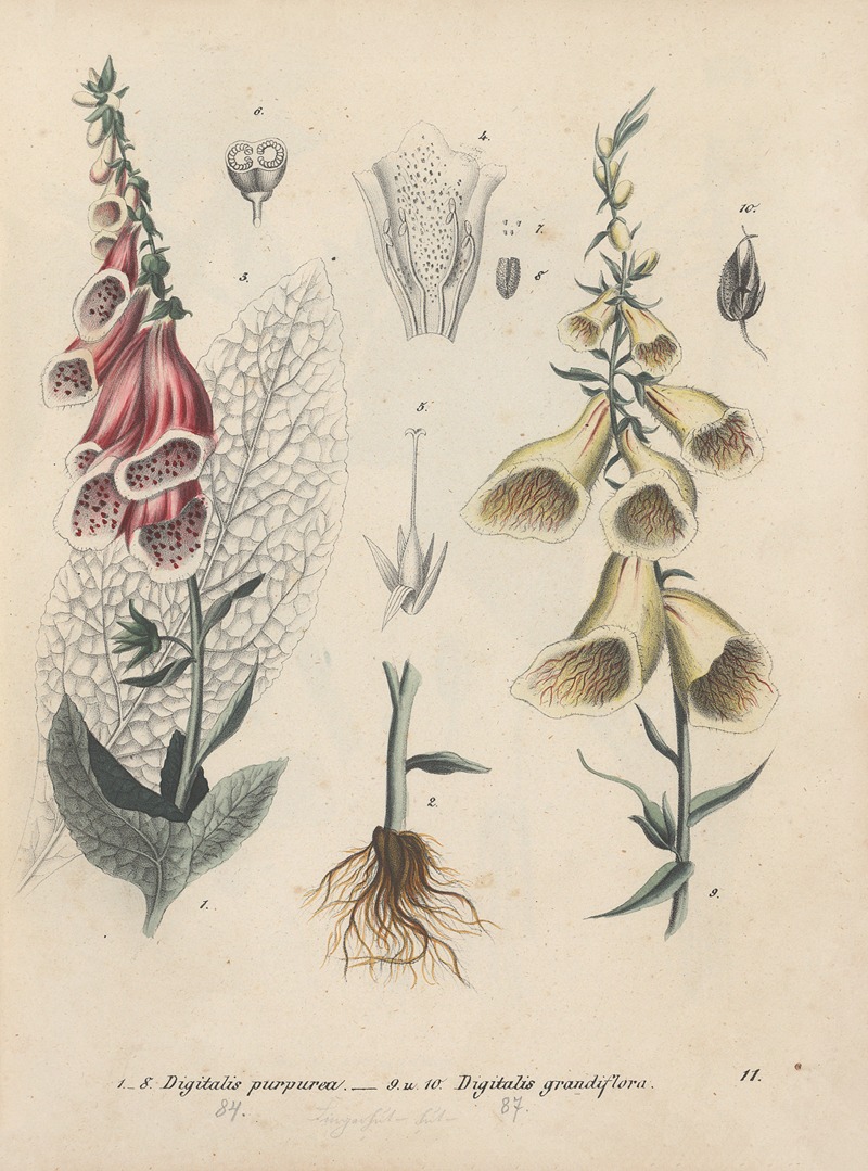 Giftpflanzen-Buch Pl.11 by Friedrich Berge, 1845 — digital art print download