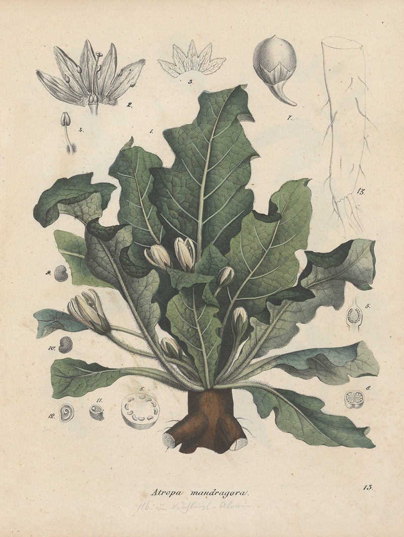 Giftpflanzen-Buch Pl.13 by Friedrich Berge, 1845 — digital art print download
