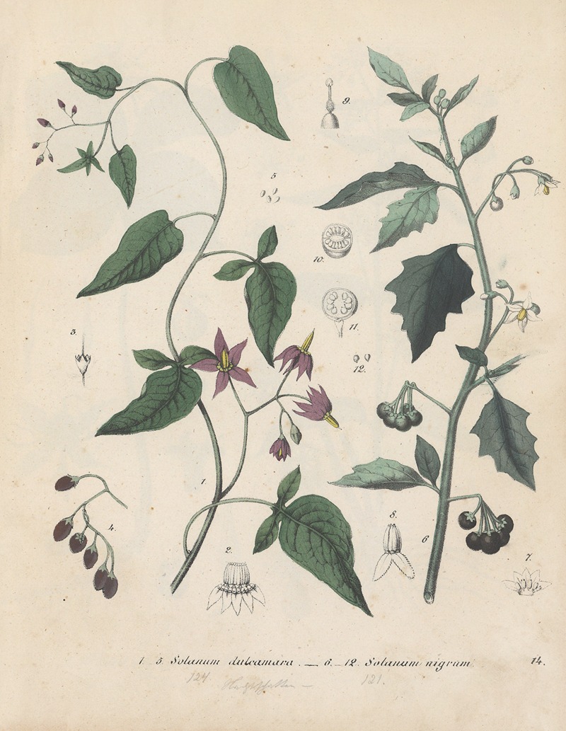 Giftpflanzen-Buch Pl.14 by Friedrich Berge, 1845 — digital art print download